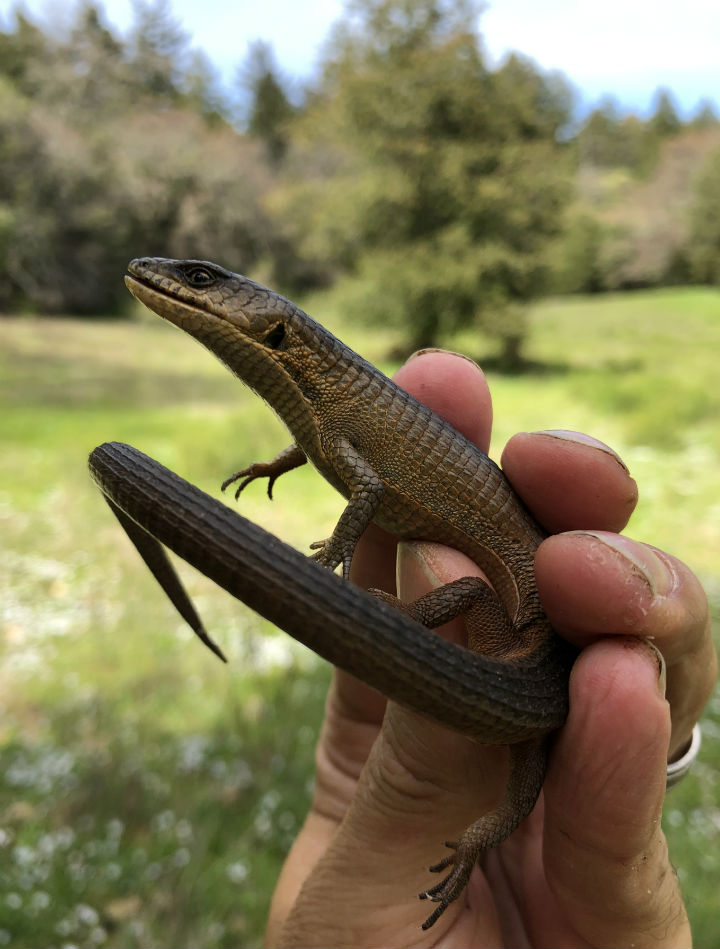 Southern Alligator Lizard